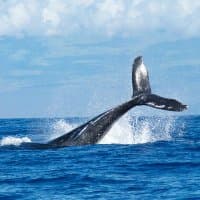 WhaleTrades