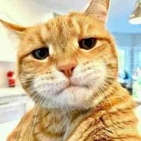 mztacat