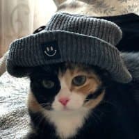 iWalkingCat