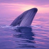 WhalewatcherXBT